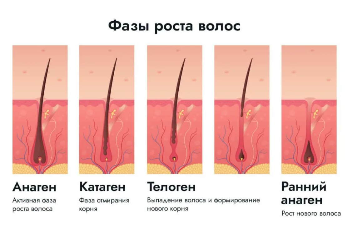 Выпадают волосы! Что делать? Как лечить? - Форум centerforstrategy.ru