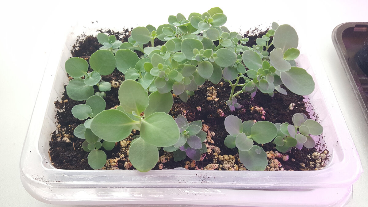 Очитник видный в первых числах февраля