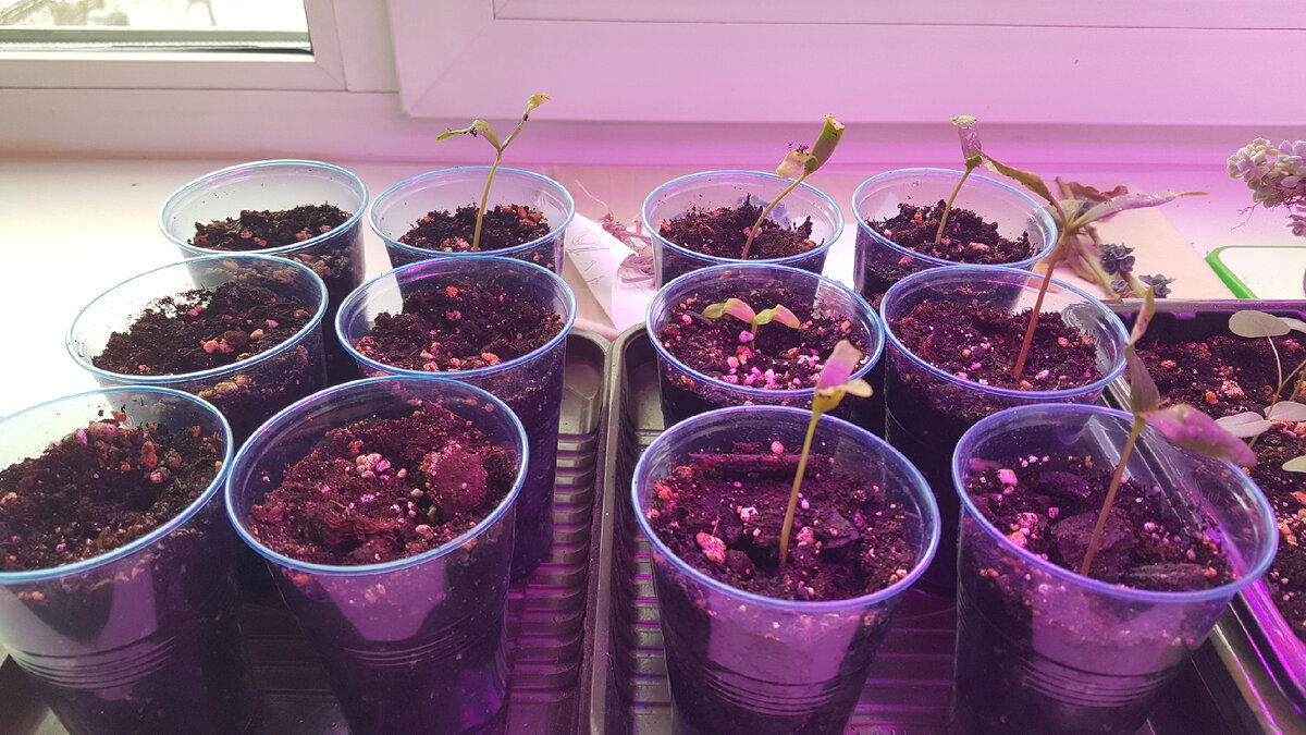 Всходы клена ложноплатанового