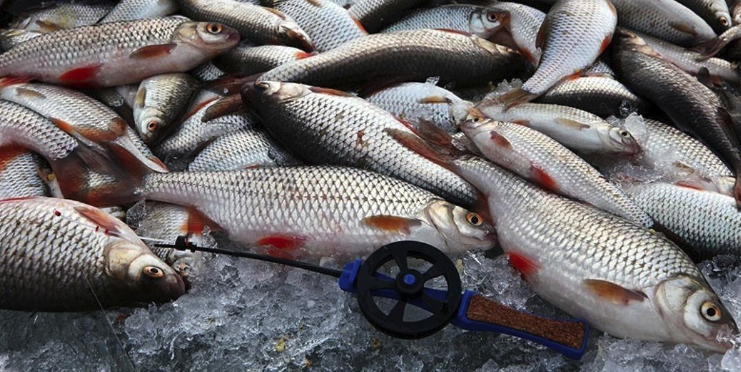 Фото с сайта: https://i.pinimg.com/originals/af/65/5b/af655b6948573735eb64f8b0d7d58624.jpg