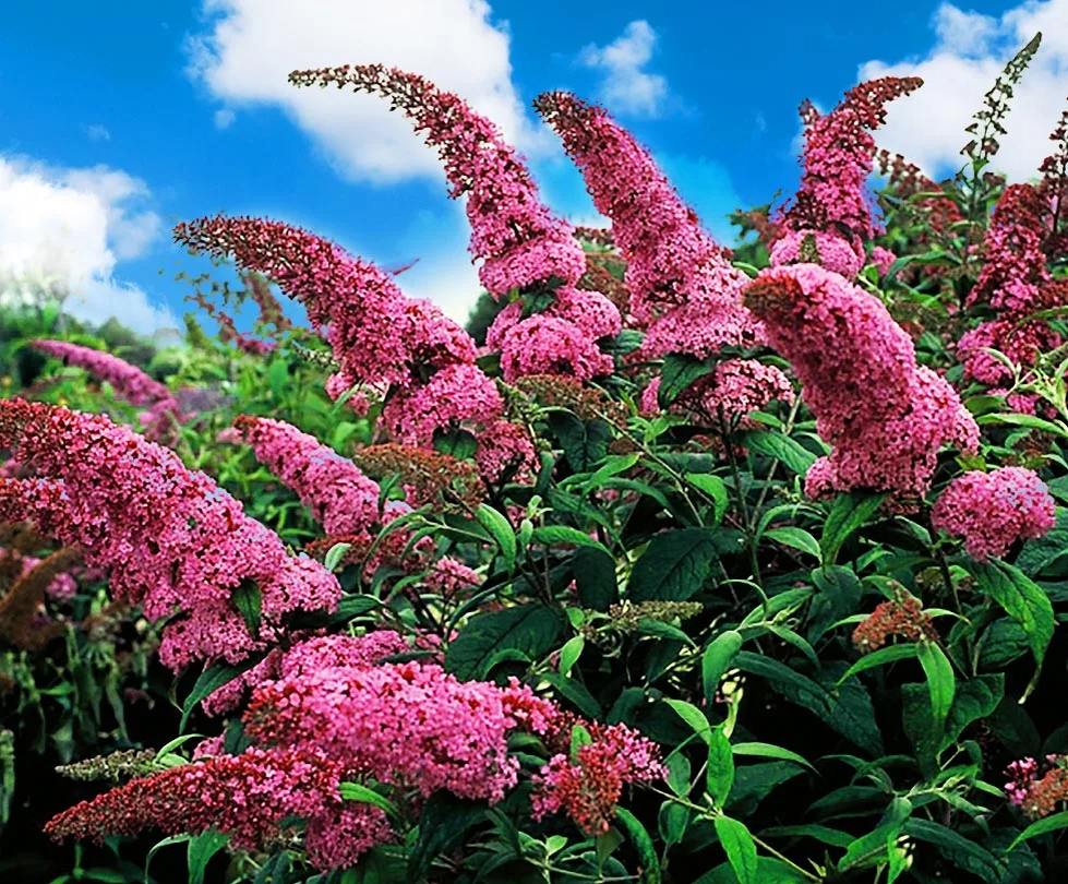 Буддлея домашняя. Буддлея Давида Buddleja davidii. Цветок Буддлея Давида. Буддлея Давида (Buddleja davidii Royal Red) p9. Канадская сирень Буддлея.