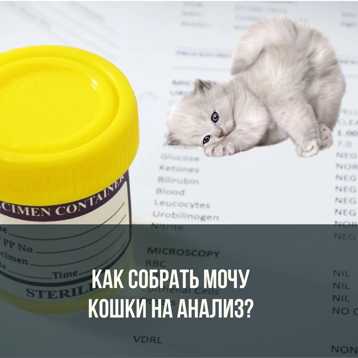Дневник кошатницы. — LiveJournal