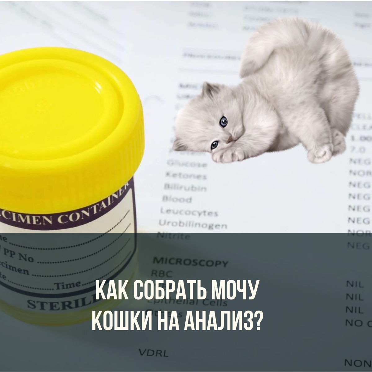 Как собрать мочу кошки на анализ? | Дневник кошатницы | Дзен