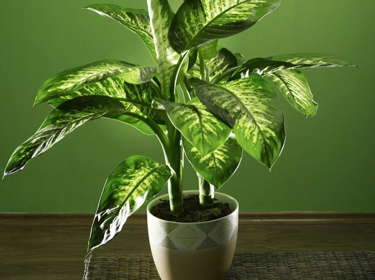 монстера карстениана. комнатное растение стебель. драцена сандериана бамбук. суккуленты замиокулькас. бамбук драцена сандера.