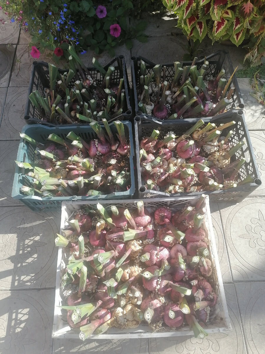 Так луковицы отправляются на зимнее хранение 