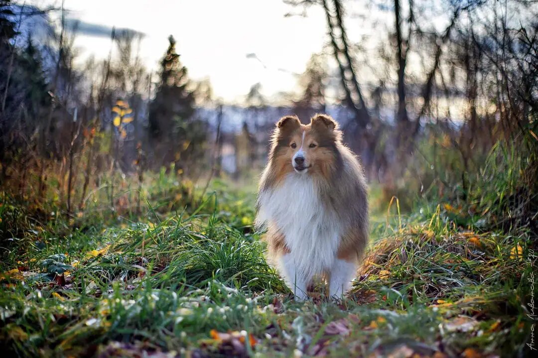Увидав такую милаху, воистину потеряешь волю!.. Но есть нюансы. Например, красавицы шелти - изначально пастушьи собаки, они очень активны и требуют долгих прогулок и строгой дрессуры.