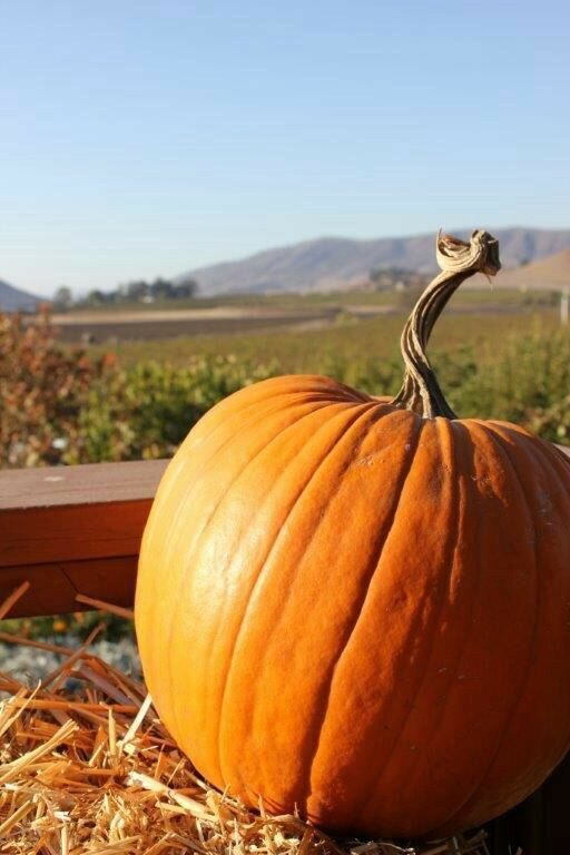 Можно использовать тыкву. Тыква оранж сан. Тыква фаршированная мясом. Блюда из тыквы. Фаршированная тыква с рисом.