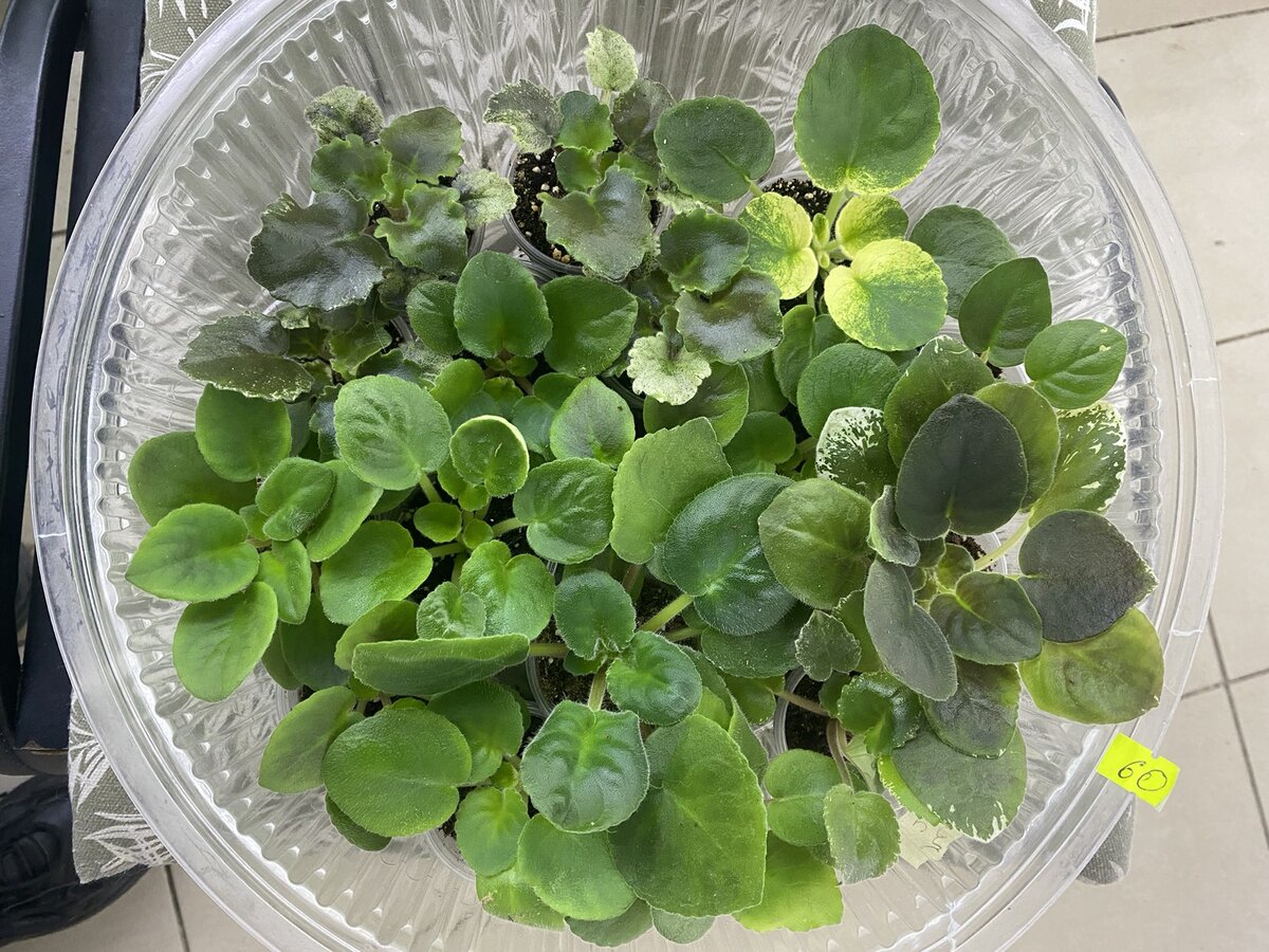 Пересадка методом перевалки из меньшего объёма в больший ... Это как раз то , что нужно таким  деткам 👆