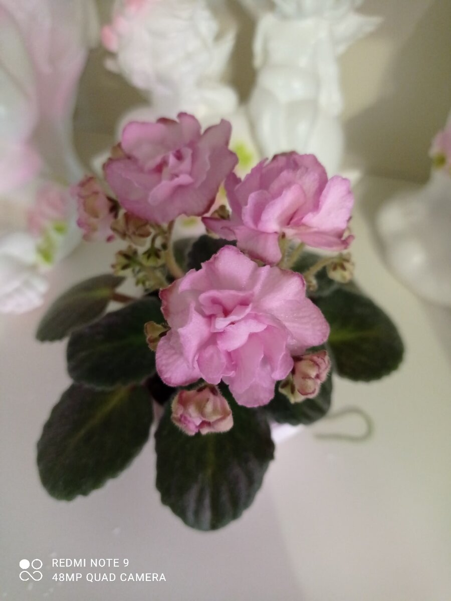 Ds Волшебный бутон 💖💖💖