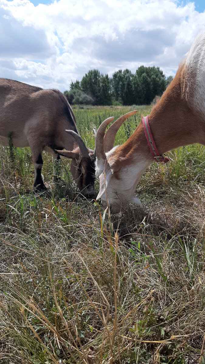 Зита и Люся на весеннем поле