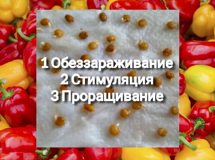 Посадка перца на рассаду по лунному календарю в 2024 г