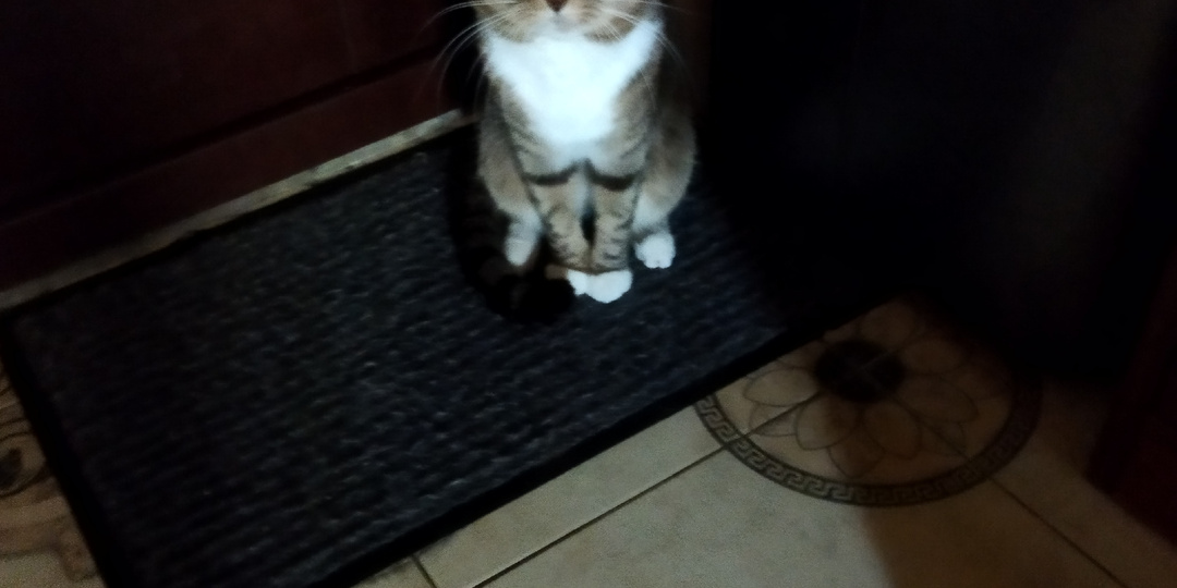 Животные! Котики! Любовь бесконечна к своим домашним питомцам.