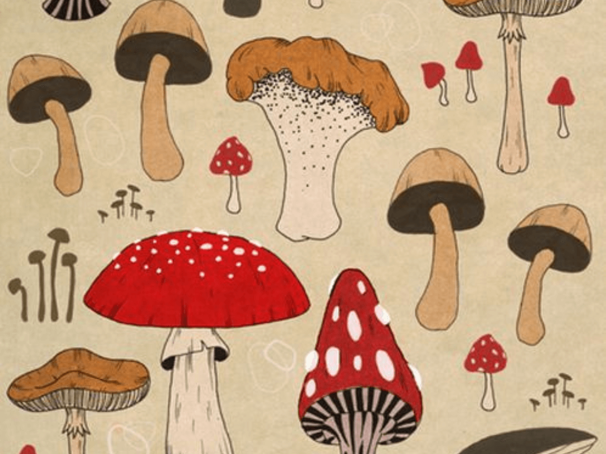 Иллюстрация: ядовитые грибы.