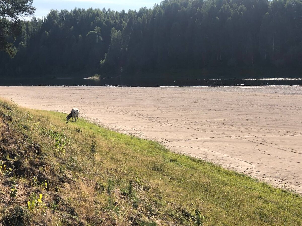 Что может быть удивительнее вида северного пляжа и пасущейся поблизости коровки?)