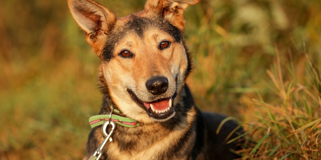 Чудесная девочка Мальта ищет дом 🏠