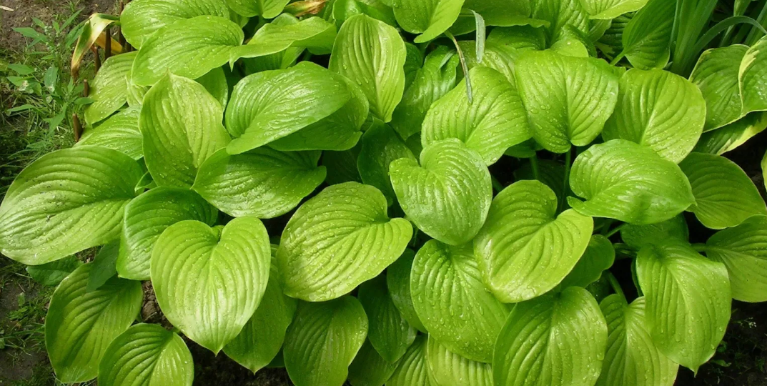 Салат из хосты. Два простых рецепта
