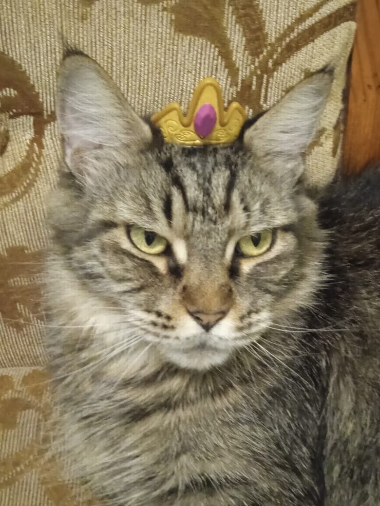 Кошка Моника. Фото моё.