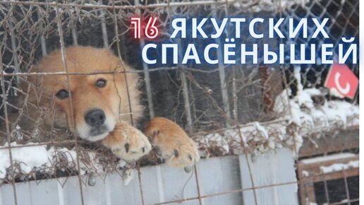 спасает только музыка о дай мне шанс. песня дай мне шанс. дай мне шанс надпись. спасает только музыка о дай мне шанс. T1one манеж.