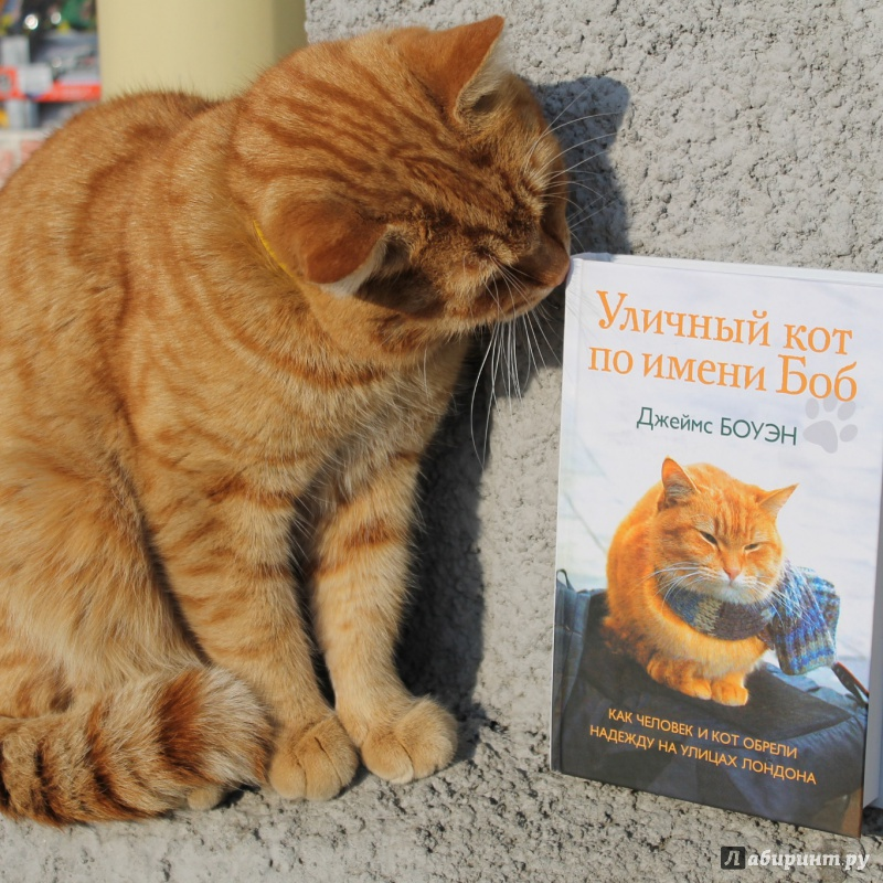 Книга про боба. Кот по имени Боб книга. Уличный кот по имени Боб книга. Уличный кот по кличке Боб книга.