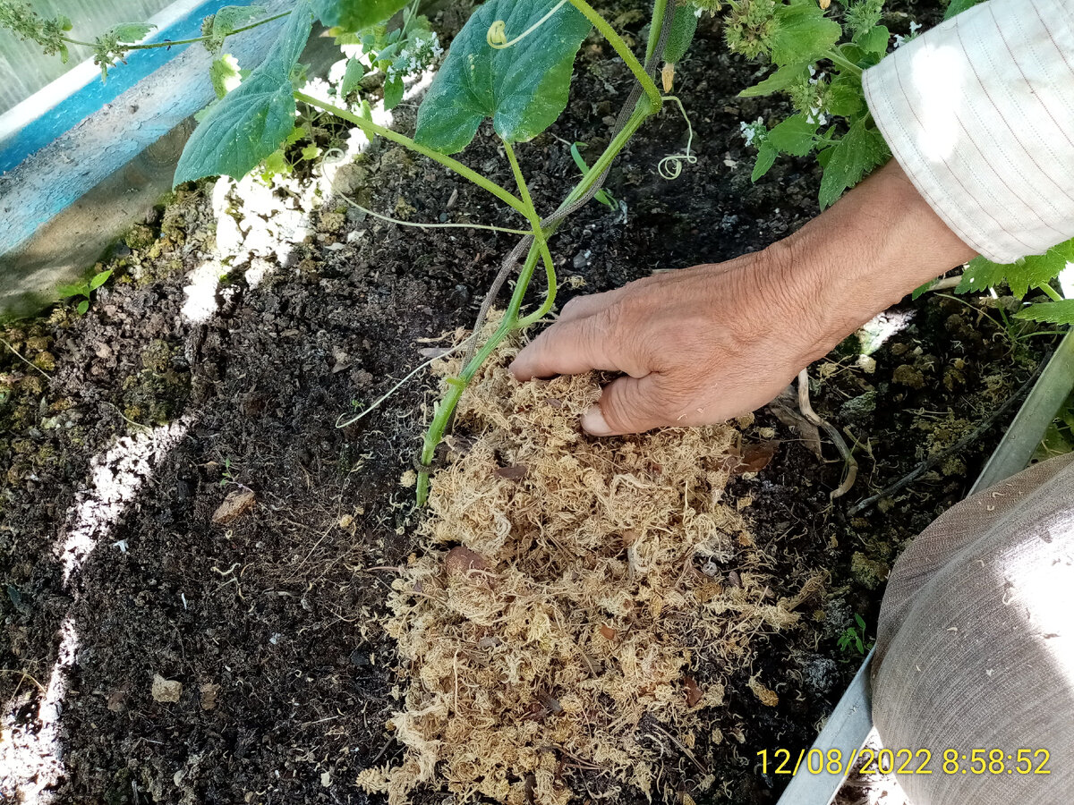 Мульчирую огуречную грядку.
