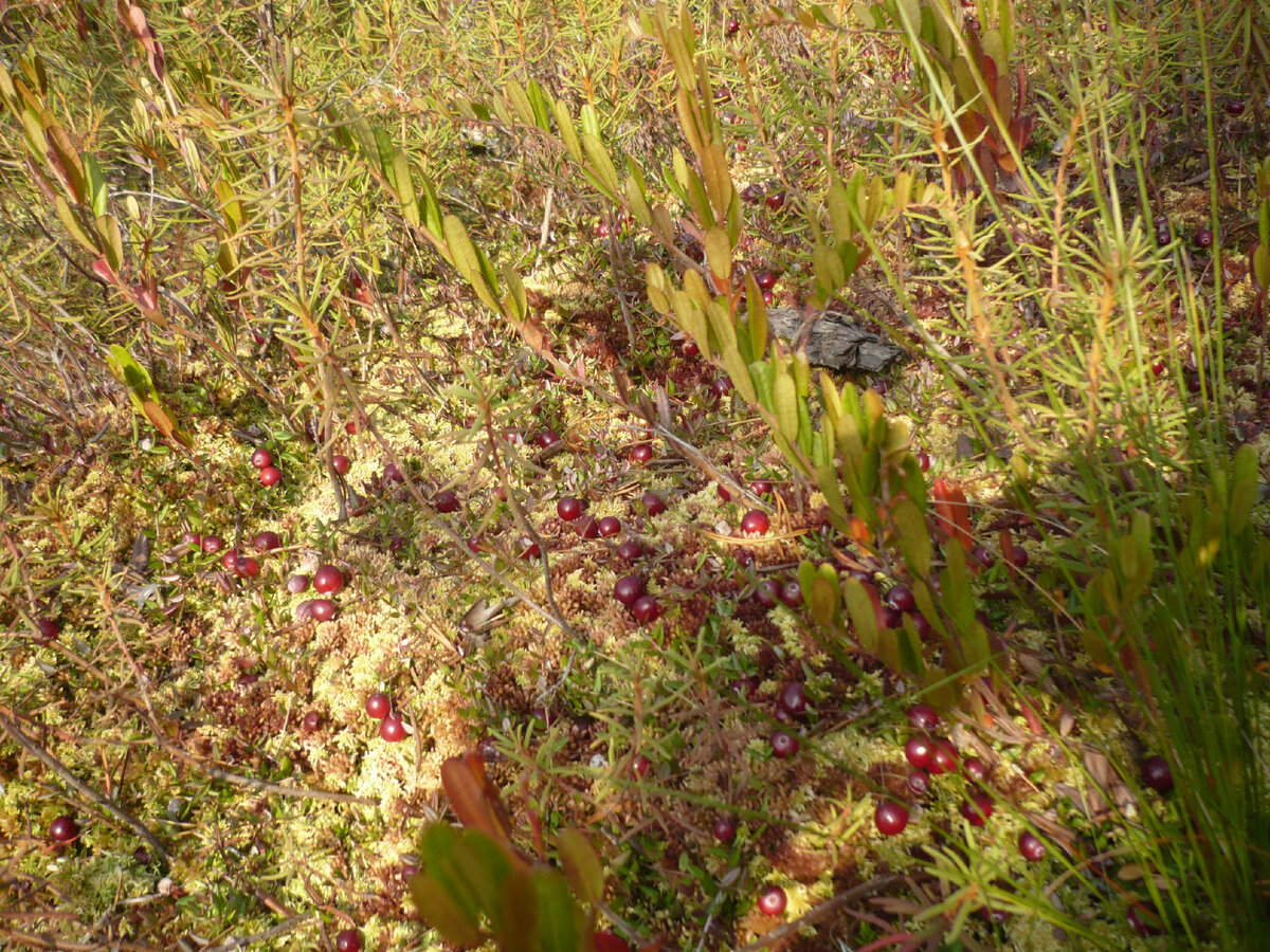 Мох сфагнум и клюква на нём.