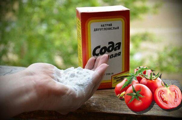 Сода для томатов: как и зачем обрабатывать посадки