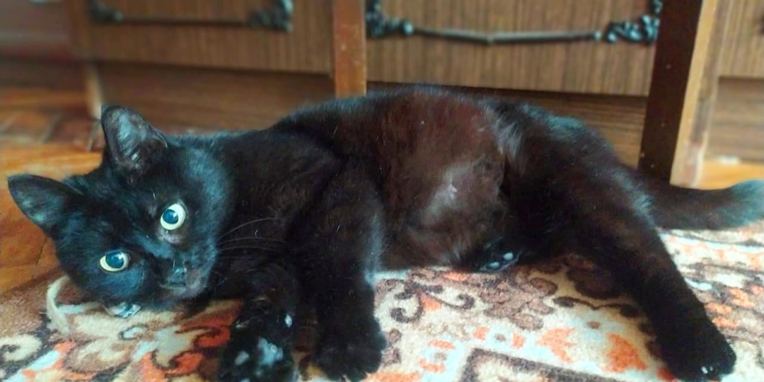 ❗ДОМА❗Муся просидела на окне взаперти почти неделю...