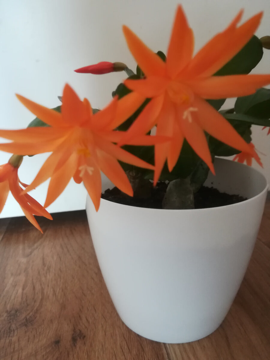 Цветет "Варварин цвет" обильно и продолжительно