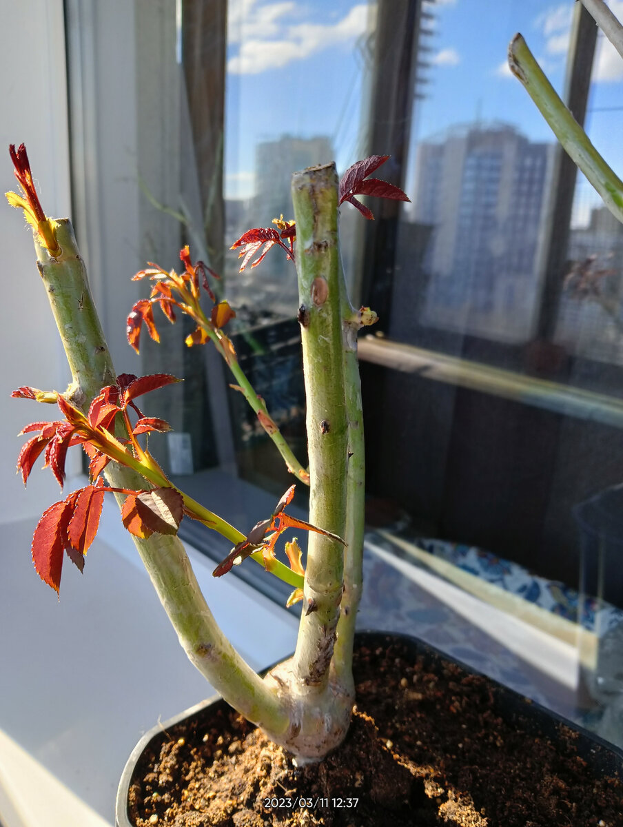 Выгуливаю..