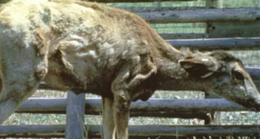 А это уже в реальности, хотя в интеренете были по жестче картинки. Если интересно, то можете посмотреть, только не забудьте убрать "безопасный поиск", а то не найдёте