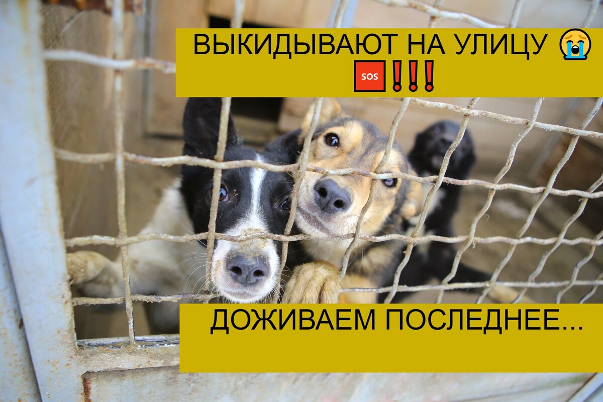 улица шансы. металлургов 13 череповец. победы 4 а иваново магазин шанс. улица шансы. улица шансы.