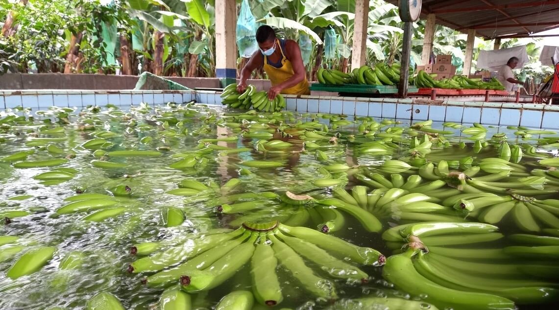 Предэкспортная обработка бананов Эквадоре (иллюстрация – фото с сайта primicias.ec)