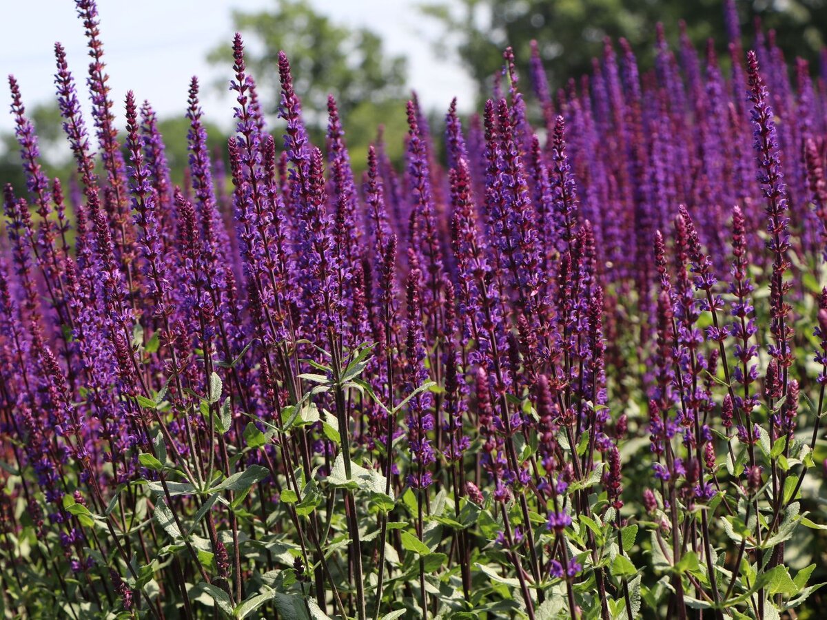 Шалфей Salvia nemorosa Night field