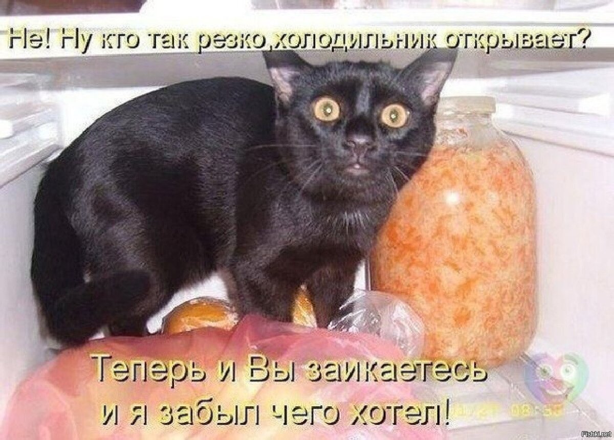 🐾Потому что коты🐈 | Я — Кот! | Дзен