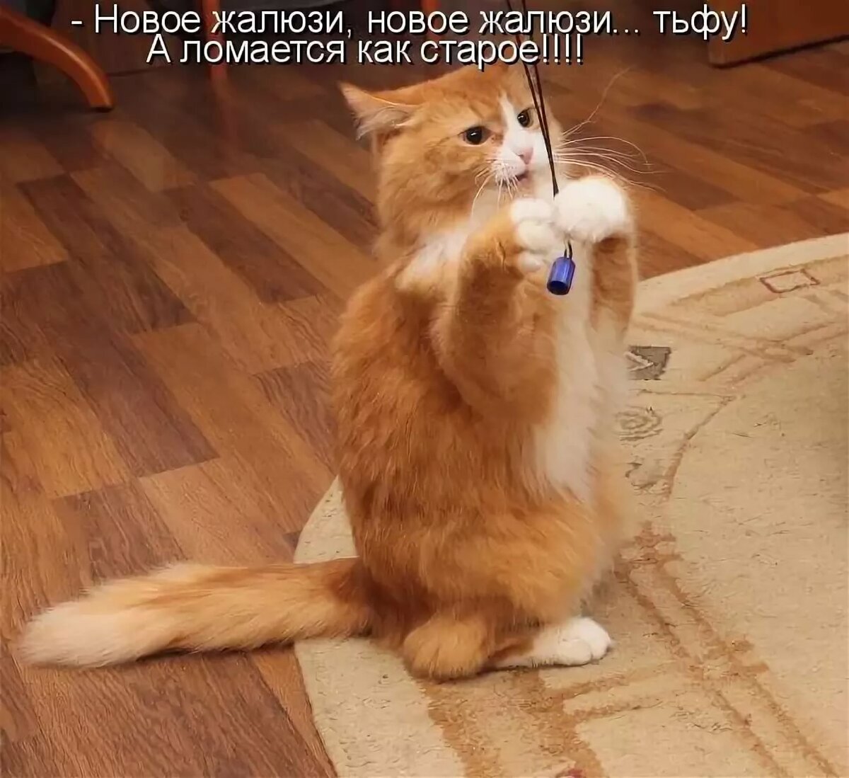Смешные картинки с котами и надписями
