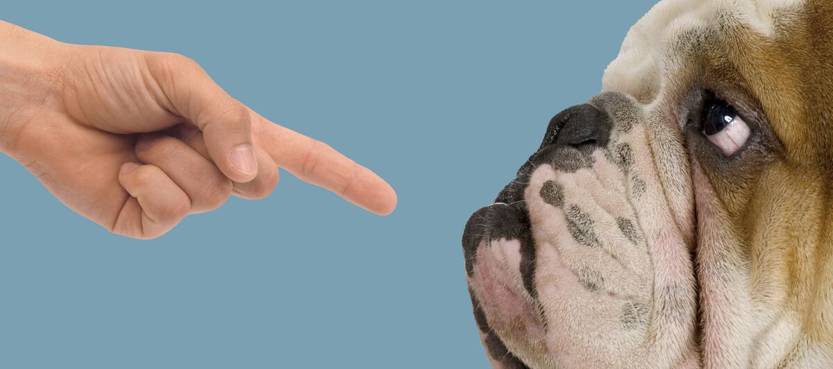 Наказание питомца приведёт к тому, что он станет неуверенным в своем окружении, что приведёт к нежелательному поведению