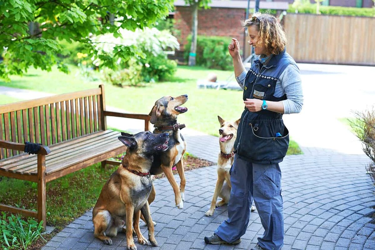 Если вам сложно справиться с питомцем, обратитесь к авторитетному бихевиористу