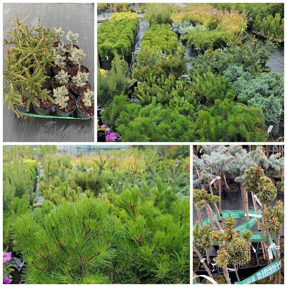 Заказано и отправлено. 