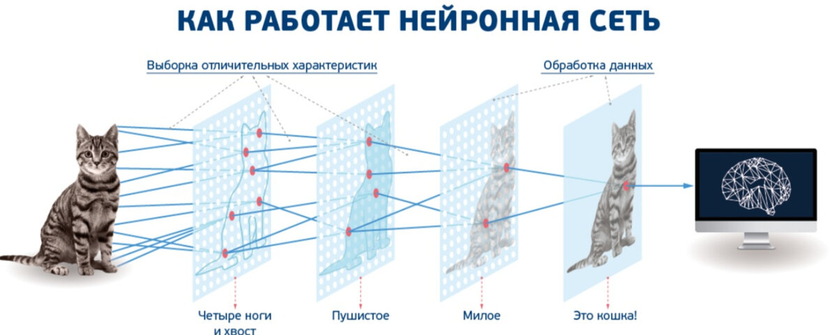 На данном примере мы видим как работает нейросеть. Точно также как глаз человека, сначала обрабатывает информацию и передает в виде импульсов в кору головного мозга для дальнейшей обработки и восприятия трехмерного изображения.