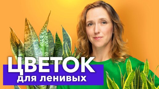 Самый неприхотливый и полезный цветок! Сансевиерия (щучий хвост) – пересадка и уход