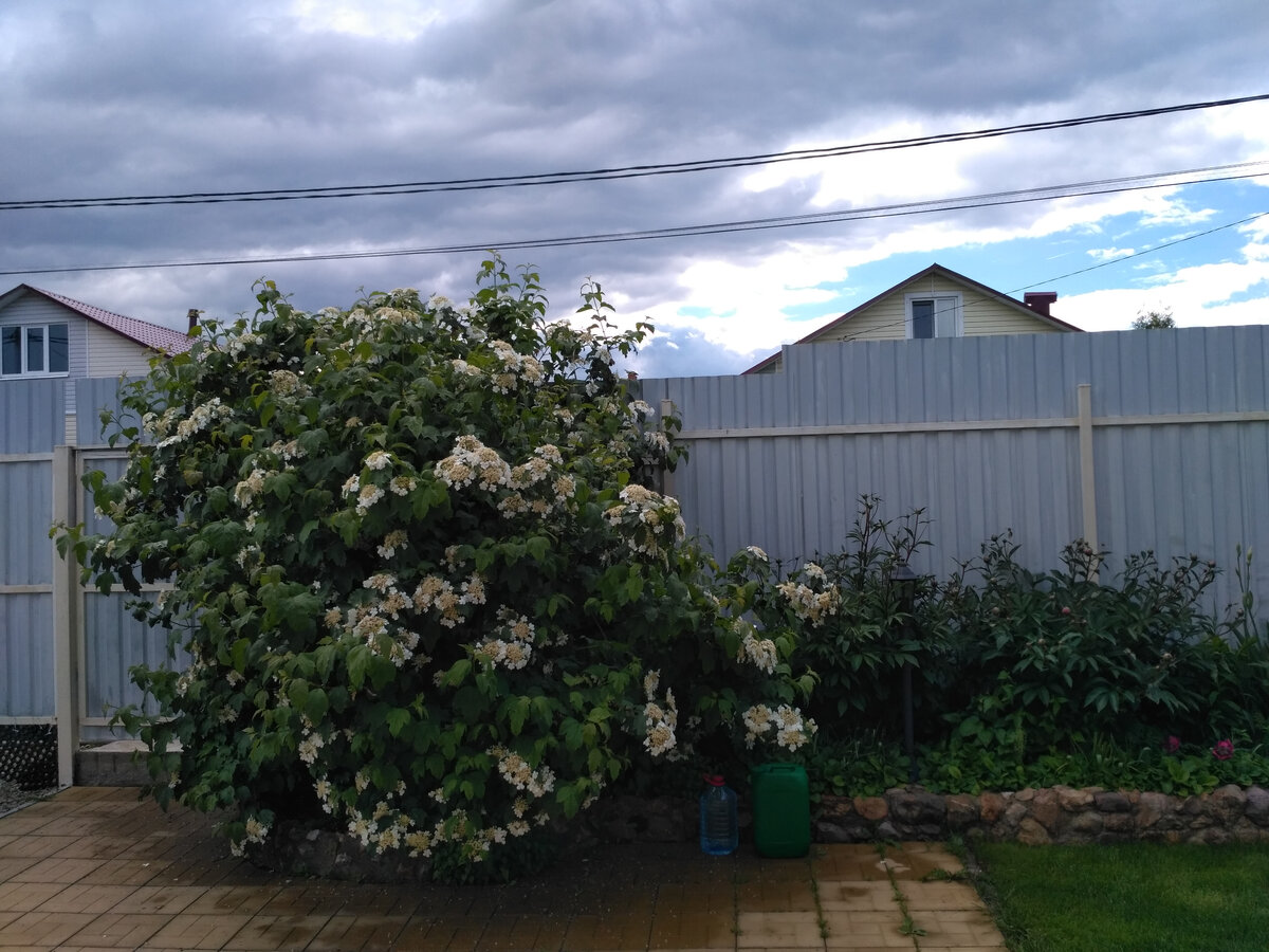 Фото 11 июня 2017 года. При покупке на ценнике значилось название калина садовая, без обозначения сорта. Какой она вырастет никто не знал и не ведал и не сказал. А росла она все больше и больше, уже давно превалив за обозначенные границы и укрыв собой часть площадки.