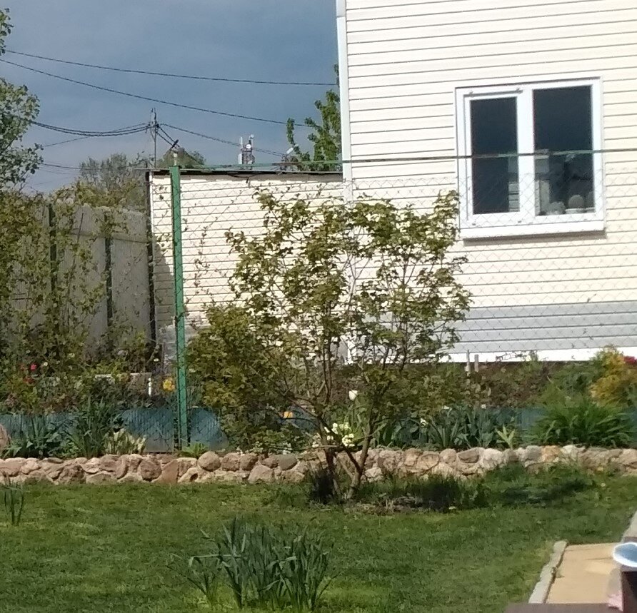 Фото 2017 года вполне себе аккуратный кустик.