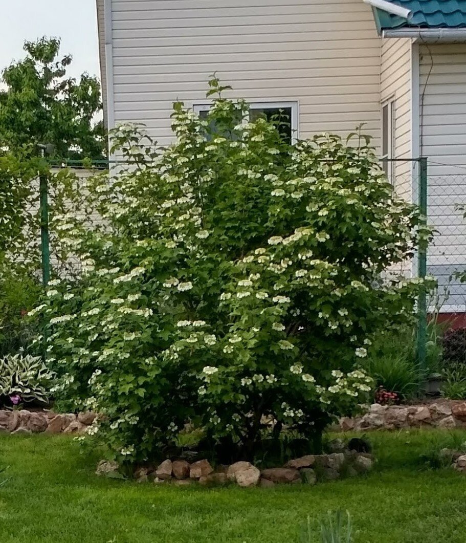 С каждым годом, куст, естественно, разростался. Весной, во время цветения был пушист и очень декоративен.