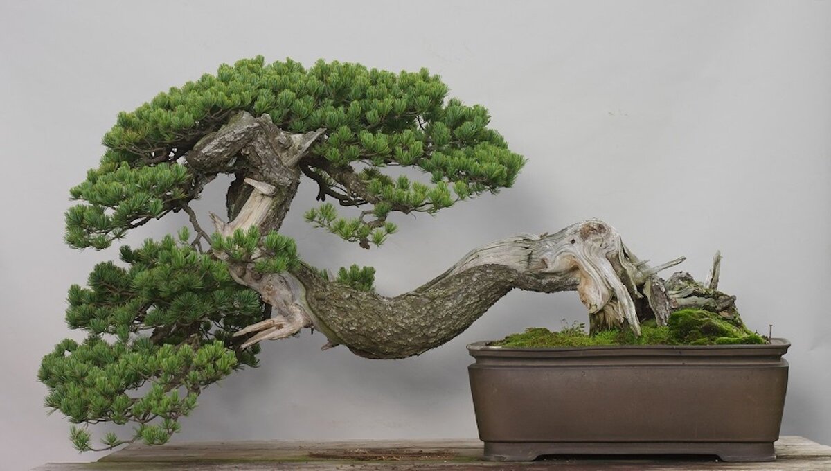 Dragon Tree Bonsai