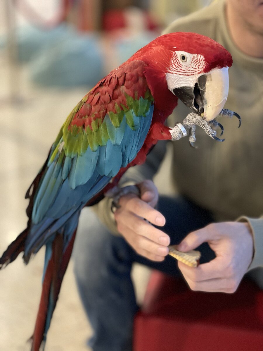 Мальвина - любимица Олег Хотима. Фото Казанского цирка