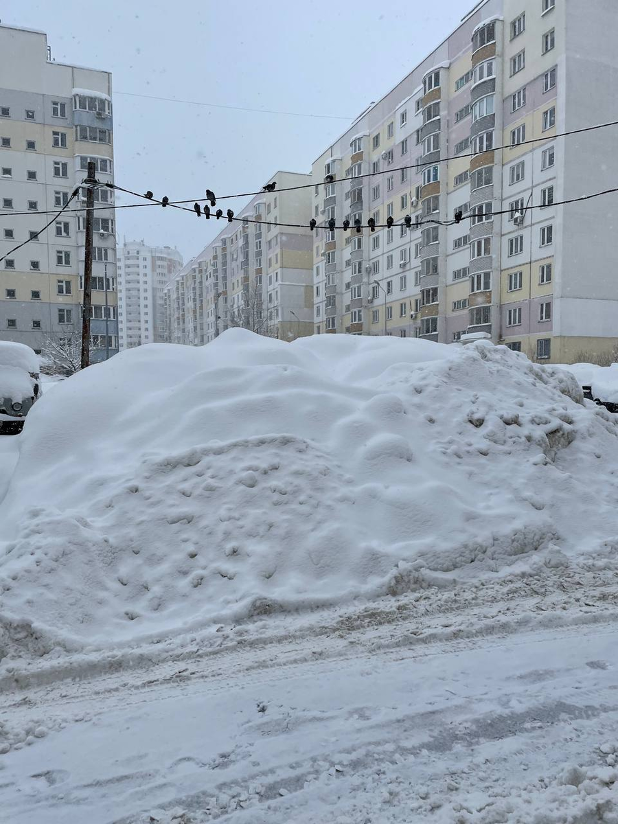    В ожидании весны встали не только люди. Фото:  АиФ/ Садыков Данил