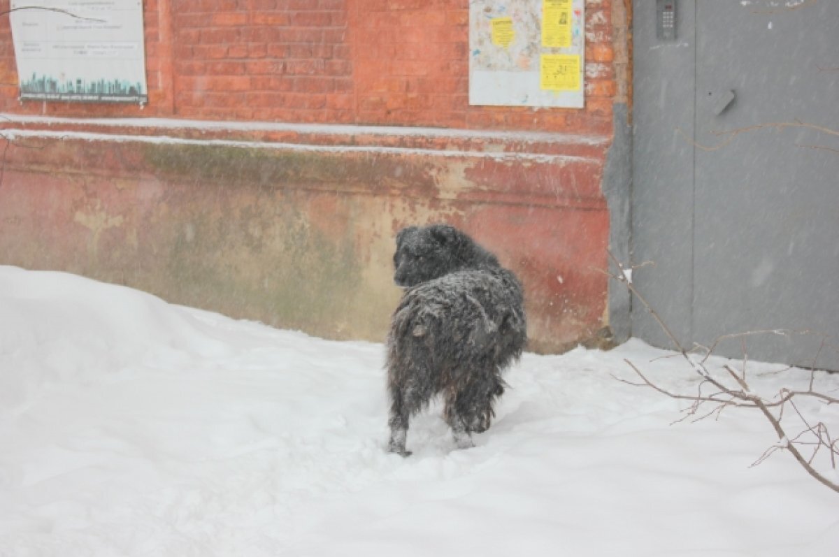    7 февраля в Туле прогнозируют снег и порывистый ветер