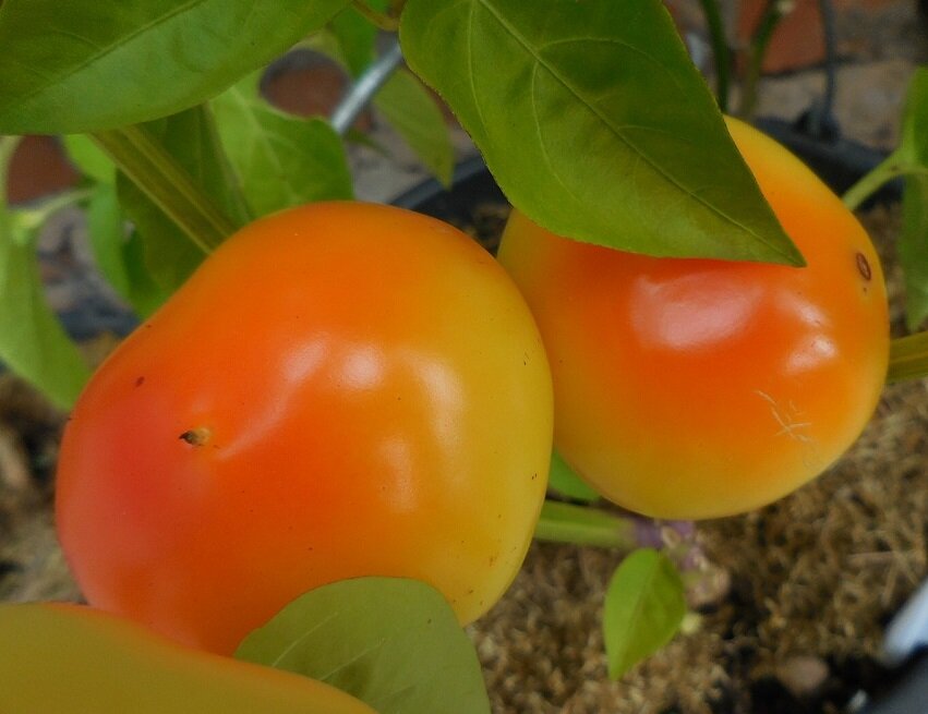 Алма Паприка