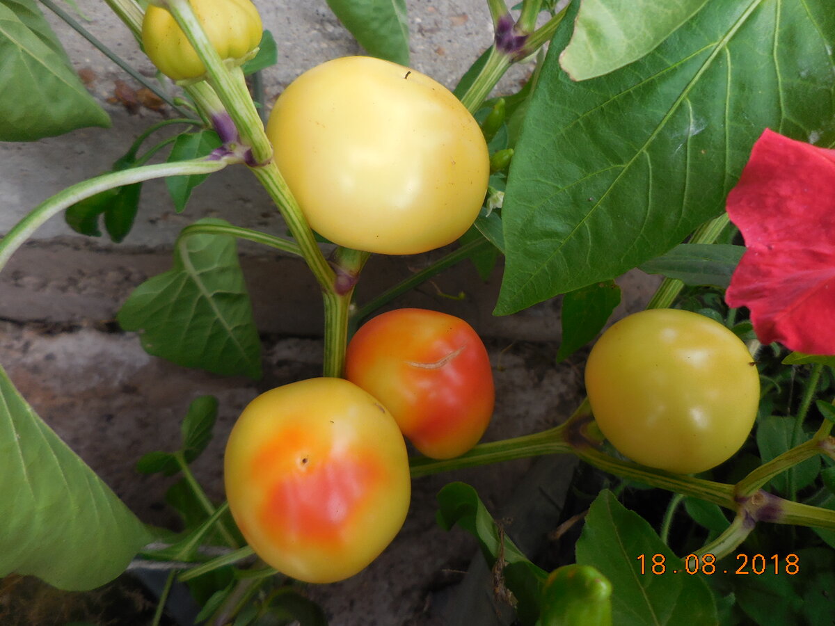 Алма Паприка в начале созревания