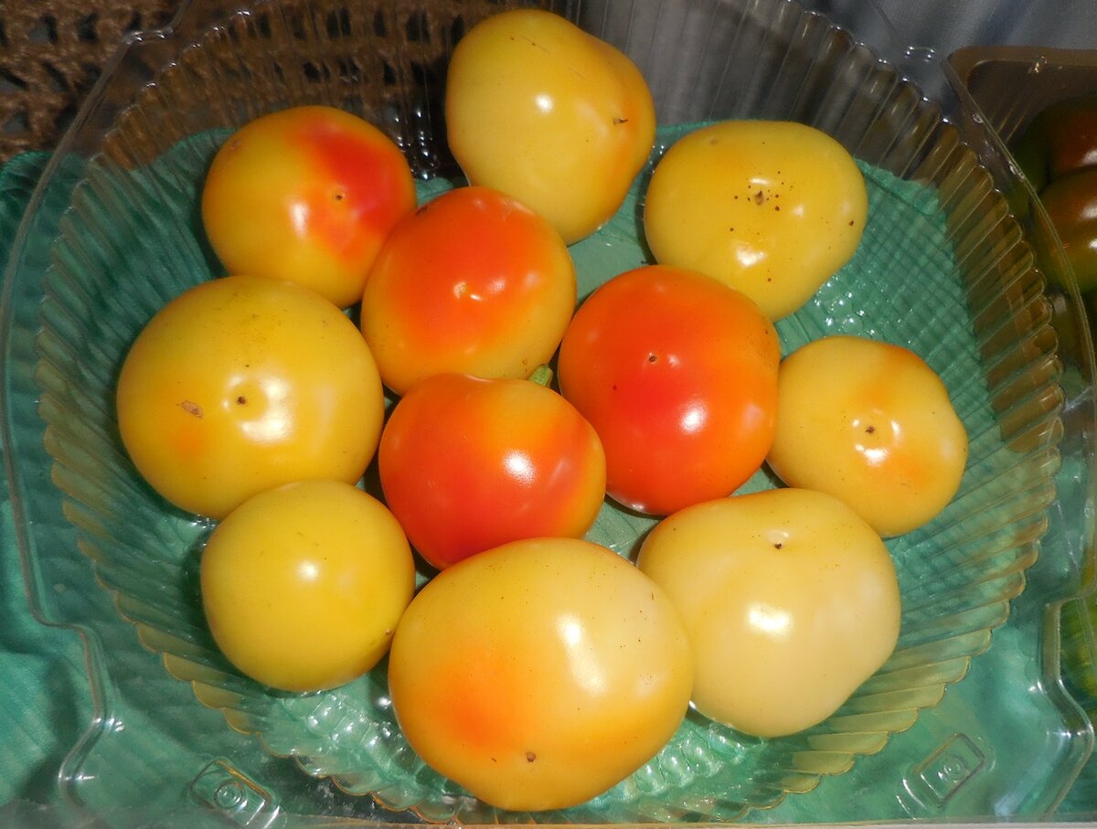 Алма Паприка, урожай с одного куста